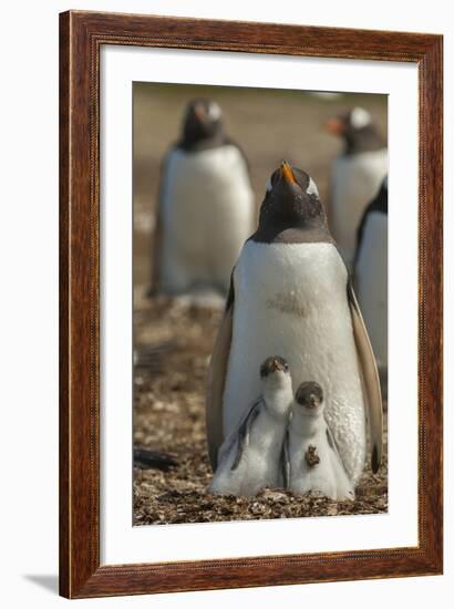 Falkland Islands, East Falkland. Gentoo Penguin Chicks and Parent-Cathy & Gordon Illg-Framed Photographic Print