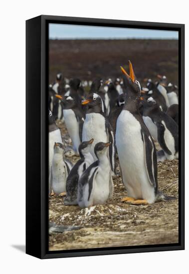 Falkland Islands, East Falkland. Gentoo Penguin Colony-Cathy & Gordon Illg-Framed Premier Image Canvas