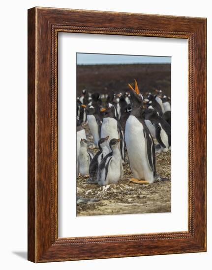 Falkland Islands, East Falkland. Gentoo Penguin Colony-Cathy & Gordon Illg-Framed Photographic Print