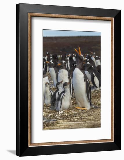 Falkland Islands, East Falkland. Gentoo Penguin Colony-Cathy & Gordon Illg-Framed Photographic Print