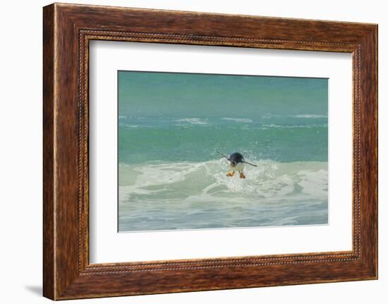 Falkland Islands, East Falkland. Gentoo Penguin Leaping in Surf-Cathy & Gordon Illg-Framed Photographic Print