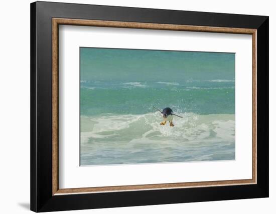 Falkland Islands, East Falkland. Gentoo Penguin Leaping in Surf-Cathy & Gordon Illg-Framed Photographic Print