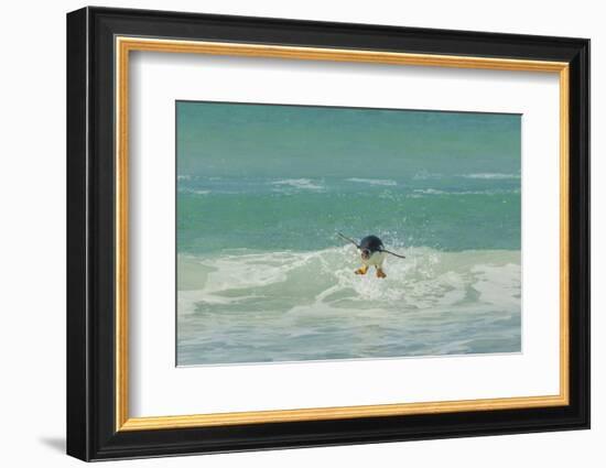 Falkland Islands, East Falkland. Gentoo Penguin Leaping in Surf-Cathy & Gordon Illg-Framed Photographic Print