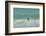 Falkland Islands, East Falkland. Gentoo Penguin Leaping in Surf-Cathy & Gordon Illg-Framed Photographic Print