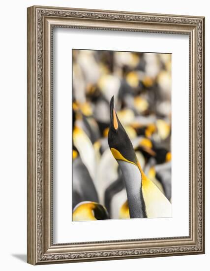 Falkland Islands, East Falkland. King penguin calling.-Jaynes Gallery-Framed Photographic Print