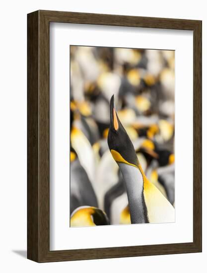 Falkland Islands, East Falkland. King penguin calling.-Jaynes Gallery-Framed Photographic Print