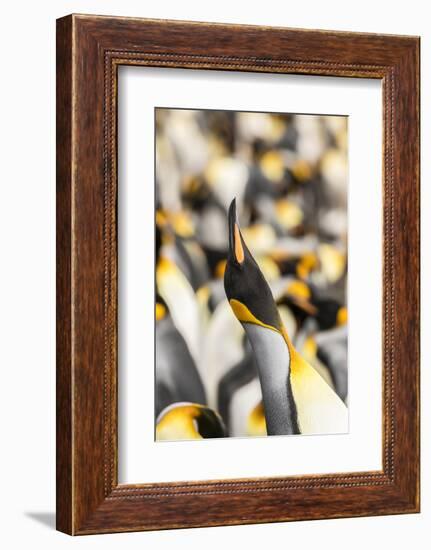 Falkland Islands, East Falkland. King penguin calling.-Jaynes Gallery-Framed Photographic Print