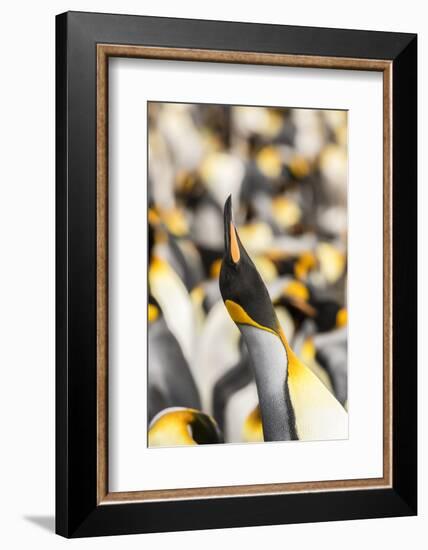 Falkland Islands, East Falkland. King penguin calling.-Jaynes Gallery-Framed Photographic Print