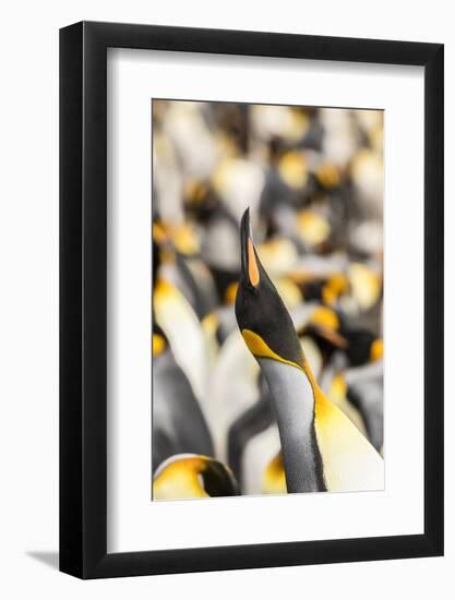 Falkland Islands, East Falkland. King penguin calling.-Jaynes Gallery-Framed Photographic Print