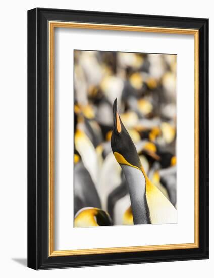 Falkland Islands, East Falkland. King penguin calling.-Jaynes Gallery-Framed Photographic Print