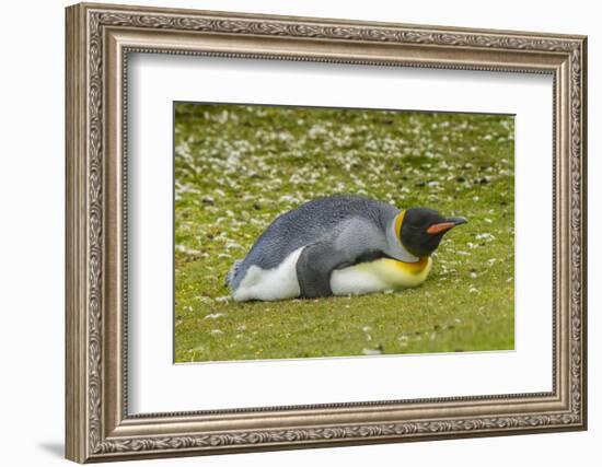 Falkland Islands, East Falkland. King Penguin Lying on Grass-Cathy & Gordon Illg-Framed Photographic Print