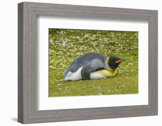 Falkland Islands, East Falkland. King Penguin Lying on Grass-Cathy & Gordon Illg-Framed Photographic Print