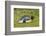 Falkland Islands, East Falkland. King Penguin Lying on Grass-Cathy & Gordon Illg-Framed Photographic Print