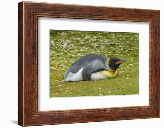 Falkland Islands, East Falkland. King Penguin Lying on Grass-Cathy & Gordon Illg-Framed Photographic Print