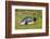 Falkland Islands, East Falkland. King Penguin Lying on Grass-Cathy & Gordon Illg-Framed Photographic Print