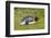 Falkland Islands, East Falkland. King Penguin Lying on Grass-Cathy & Gordon Illg-Framed Photographic Print