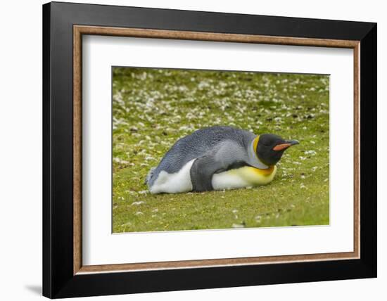 Falkland Islands, East Falkland. King Penguin Lying on Grass-Cathy & Gordon Illg-Framed Photographic Print