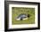 Falkland Islands, East Falkland. King Penguin Lying on Grass-Cathy & Gordon Illg-Framed Photographic Print