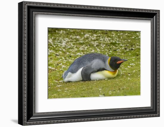 Falkland Islands, East Falkland. King Penguin Lying on Grass-Cathy & Gordon Illg-Framed Photographic Print