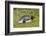 Falkland Islands, East Falkland. King Penguin Lying on Grass-Cathy & Gordon Illg-Framed Photographic Print