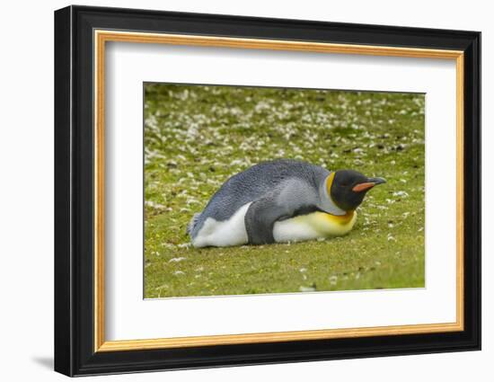 Falkland Islands, East Falkland. King Penguin Lying on Grass-Cathy & Gordon Illg-Framed Photographic Print