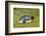 Falkland Islands, East Falkland. King Penguin Lying on Grass-Cathy & Gordon Illg-Framed Photographic Print