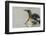 Falkland Islands, East Falkland. King Penguin on Beach-Cathy & Gordon Illg-Framed Photographic Print