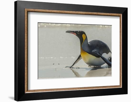 Falkland Islands, East Falkland. King Penguin on Beach-Cathy & Gordon Illg-Framed Photographic Print