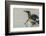 Falkland Islands, East Falkland. King Penguin on Beach-Cathy & Gordon Illg-Framed Photographic Print