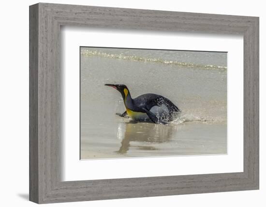 Falkland Islands, East Falkland. King Penguin on Beach-Cathy & Gordon Illg-Framed Photographic Print