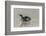 Falkland Islands, East Falkland. King Penguin on Beach-Cathy & Gordon Illg-Framed Photographic Print