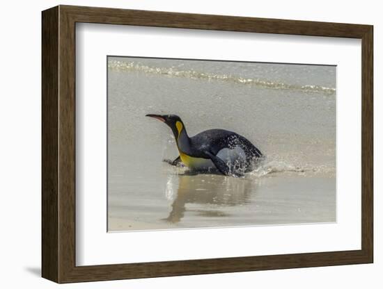 Falkland Islands, East Falkland. King Penguin on Beach-Cathy & Gordon Illg-Framed Photographic Print