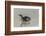 Falkland Islands, East Falkland. King Penguin on Beach-Cathy & Gordon Illg-Framed Photographic Print