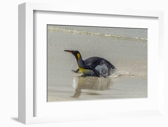 Falkland Islands, East Falkland. King Penguin on Beach-Cathy & Gordon Illg-Framed Photographic Print