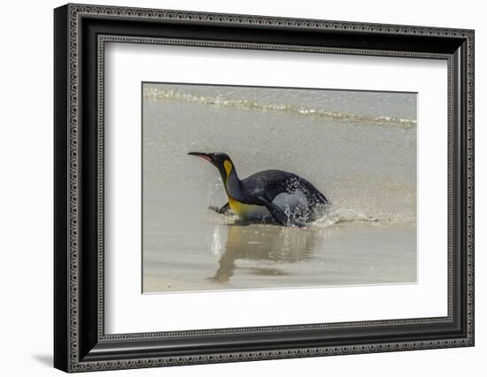 Falkland Islands, East Falkland. King Penguin on Beach-Cathy & Gordon Illg-Framed Photographic Print