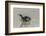 Falkland Islands, East Falkland. King Penguin on Beach-Cathy & Gordon Illg-Framed Photographic Print