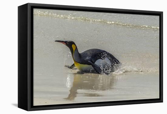 Falkland Islands, East Falkland. King Penguin on Beach-Cathy & Gordon Illg-Framed Premier Image Canvas