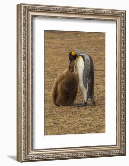 Falkland Islands, East Falkland. King Penguin Parent Feeding Chick-Cathy & Gordon Illg-Framed Photographic Print
