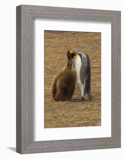 Falkland Islands, East Falkland. King Penguin Parent Feeding Chick-Cathy & Gordon Illg-Framed Photographic Print