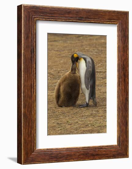 Falkland Islands, East Falkland. King Penguin Parent Feeding Chick-Cathy & Gordon Illg-Framed Photographic Print