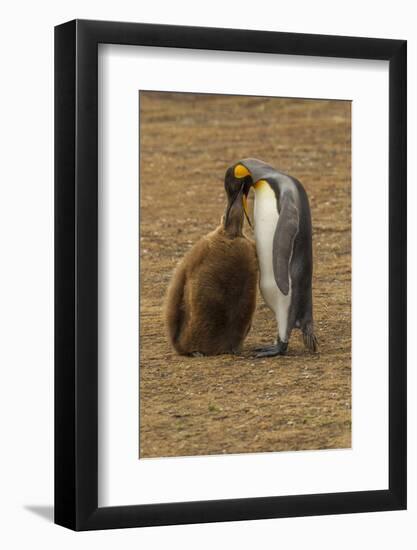 Falkland Islands, East Falkland. King Penguin Parent Feeding Chick-Cathy & Gordon Illg-Framed Photographic Print