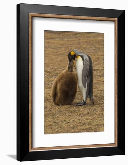 Falkland Islands, East Falkland. King Penguin Parent Feeding Chick-Cathy & Gordon Illg-Framed Photographic Print