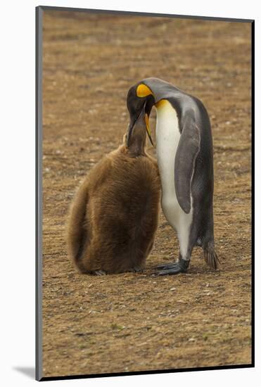 Falkland Islands, East Falkland. King Penguin Parent Feeding Chick-Cathy & Gordon Illg-Mounted Photographic Print