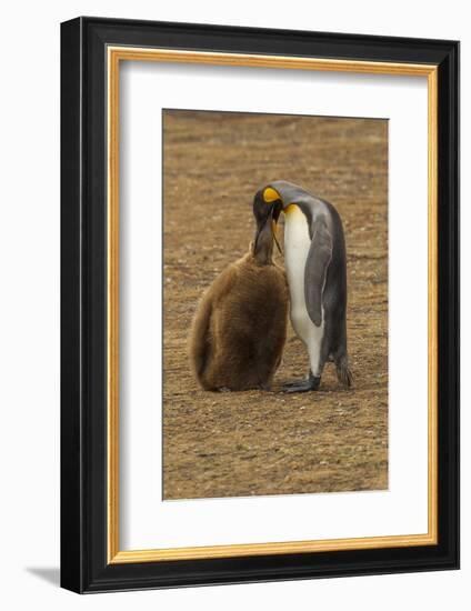 Falkland Islands, East Falkland. King Penguin Parent Feeding Chick-Cathy & Gordon Illg-Framed Photographic Print