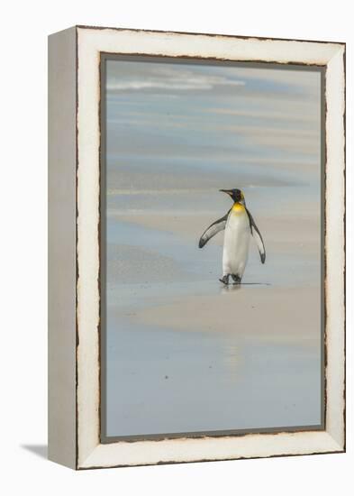 Falkland Islands, East Falkland. King Penguin Walking on Beach-Cathy & Gordon Illg-Framed Premier Image Canvas