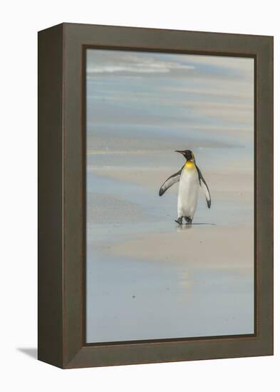 Falkland Islands, East Falkland. King Penguin Walking on Beach-Cathy & Gordon Illg-Framed Premier Image Canvas