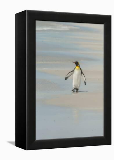 Falkland Islands, East Falkland. King Penguin Walking on Beach-Cathy & Gordon Illg-Framed Premier Image Canvas