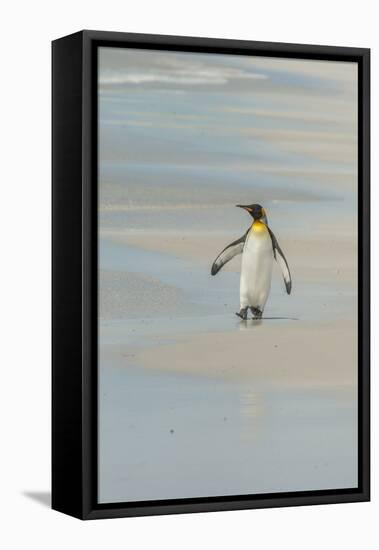 Falkland Islands, East Falkland. King Penguin Walking on Beach-Cathy & Gordon Illg-Framed Premier Image Canvas