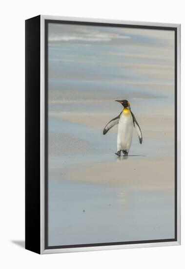 Falkland Islands, East Falkland. King Penguin Walking on Beach-Cathy & Gordon Illg-Framed Premier Image Canvas