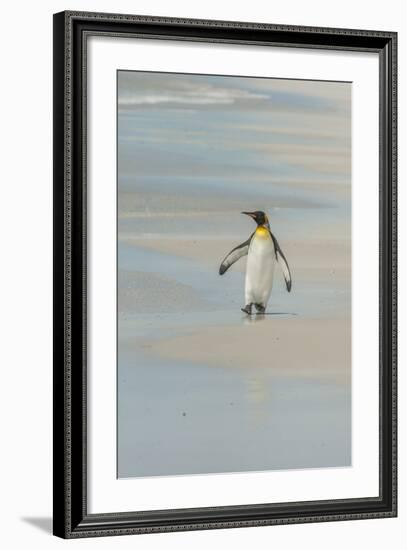 Falkland Islands, East Falkland. King Penguin Walking on Beach-Cathy & Gordon Illg-Framed Photographic Print